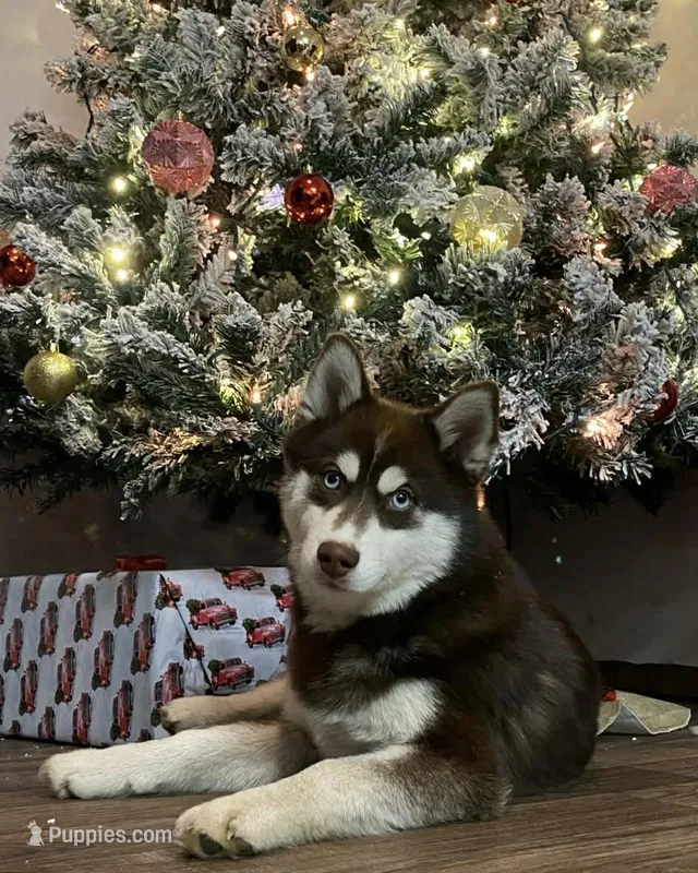 Mushu, a male Pomsky for sale in Pleasant Lake, MI – Photo 1 of 3