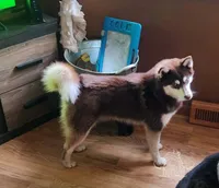 Mushu, a male Pomsky for sale in Pleasant Lake, MI – Photo 3 of 3