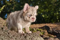 O’Conner ( Isabella Merle Floodle ) , a male French Bulldog for sale in Bridgeport, CT – 2 of 3