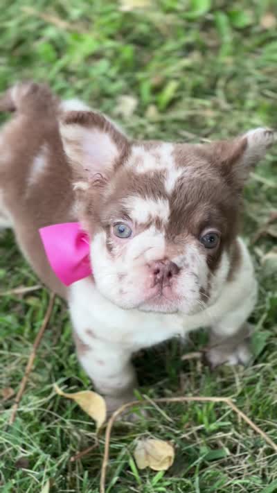 French bulldog roja Merle big rope  Cherrybloom. , a female French Bulldog for sale in Bridgeport, CT – 5 of 5