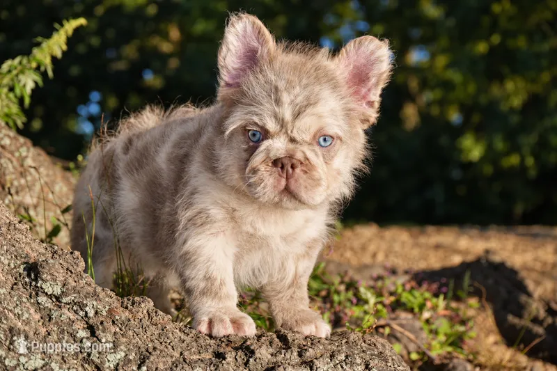 O’Conner ( Isabella Merle Floodle )  – French Bulldog puppy for sale in Bridgeport, CT