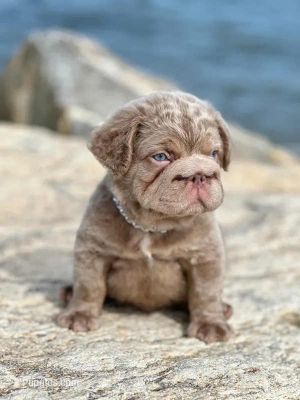 Golden Coat ( Isabella Floodle big rope with c2  – French Bulldog puppy for sale in Bridgeport, CT