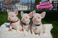 Jacob, a male French Bulldog for sale in Bridgeport, CT – Photo 3 of 3