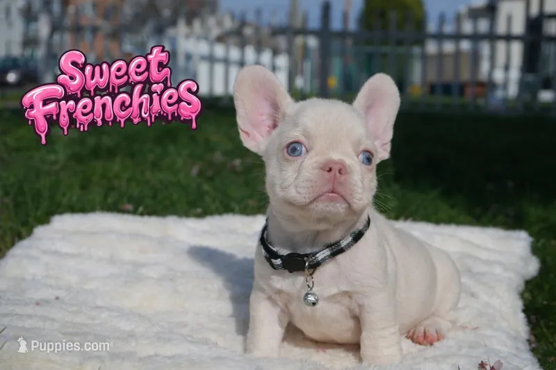 Jacob – French Bulldog puppy for sale in Bridgeport, CT