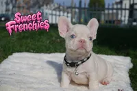 Jacob, a male French Bulldog for sale in Bridgeport, CT – Photo 1 of 3