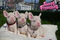 Jacob, a male French Bulldog for sale in Bridgeport, CT – Photo 2 of 3