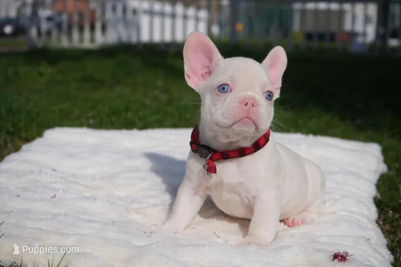 Cassie – French Bulldog puppy for sale in Bridgeport, CT