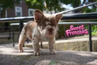 French bulldog roja Merle big rope  Cherrybloom. , a female French Bulldog for sale in Bridgeport, CT – 3 of 5