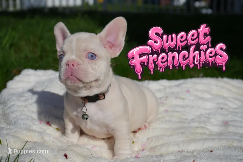 Maddie – French Bulldog puppy for sale in Bridgeport, CT