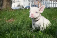 Maddie, a female French Bulldog for sale in Bridgeport, CT – Photo 4 of 4