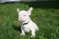 Maddie, a female French Bulldog for sale in Bridgeport, CT – Photo 3 of 4