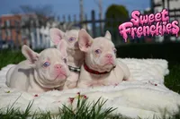 Maddie, a female French Bulldog for sale in Bridgeport, CT – Photo 2 of 4