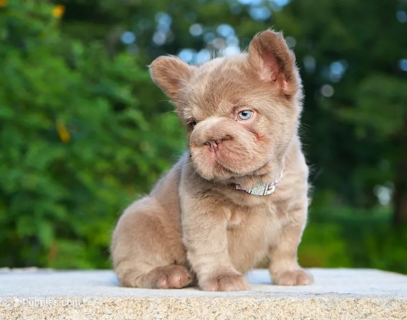 Star ( Isabella Floodle ) big rope – French Bulldog puppy for sale in Bridgeport, CT