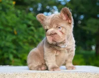 Star ( Isabella Floodle ) big rope, a female French Bulldog for sale in Bridgeport, CT – 1 of 4