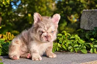 Star ( Isabella Floodle ) big rope, a female French Bulldog for sale in Bridgeport, CT – 4 of 4