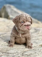 Star ( Isabella Floodle ) big rope, a female French Bulldog for sale in Bridgeport, CT – 3 of 4