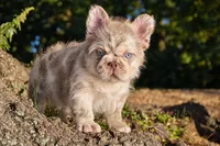 Golden Coat ( Isabella Floodle big rope with c2 , a male French Bulldog for sale in Bridgeport, CT – 4 of 4