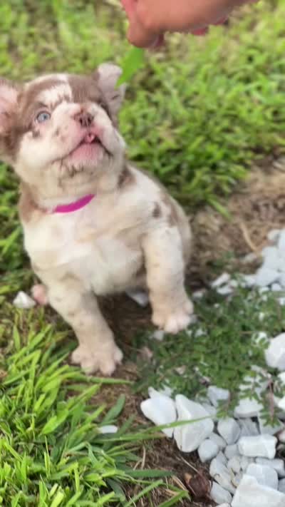 French bulldog roja Merle big rope  Cherrybloom. , a female French Bulldog for sale in Bridgeport, CT – 4 of 5