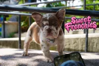 French bulldog roja Merle big rope  Cherrybloom. , a female French Bulldog for sale in Bridgeport, CT – 2 of 5