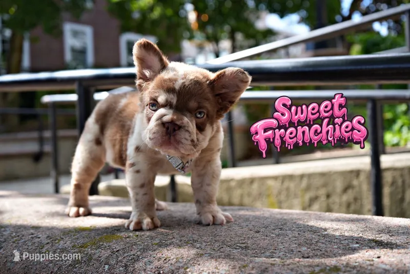 French bulldog roja Merle big rope  Cherrybloom.  – French Bulldog puppy for sale in Bridgeport, CT