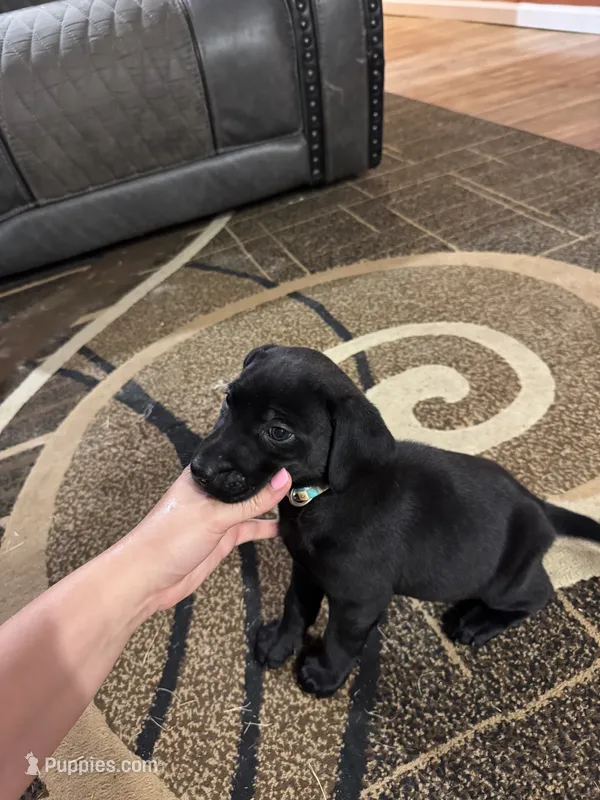 Ivy – Labrador Retriever, Weimaraner puppy for sale in Deerfield, KS