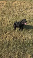Rose, a female Labrador Retriever and Weimaraner for sale in Deerfield, KS – 2 of 2