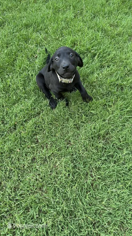 Betty – Labrador Retriever, Weimaraner puppy for sale in Deerfield, KS