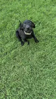 Betty, a female Labrador Retriever and Weimaraner for sale in Deerfield, KS – 1 of 2