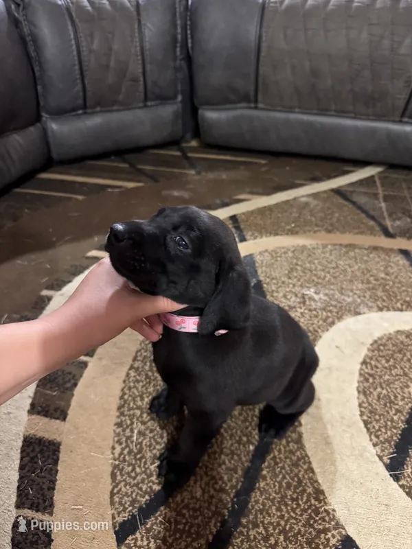 Rose – Labrador Retriever, Weimaraner puppy for sale in Deerfield, KS