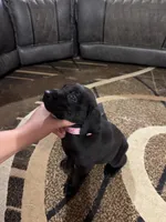 Rose, a female Labrador Retriever and Weimaraner for sale in Deerfield, KS – 1 of 2