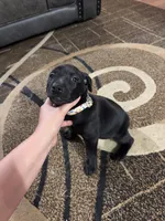 Betty, a female Labrador Retriever and Weimaraner for sale in Deerfield, KS – 2 of 2