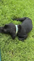 Ivy, a female Labrador Retriever and Weimaraner for sale in Deerfield, KS – 2 of 2