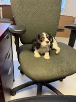 Lottie, a female Cavalier King Charles Spaniel for sale in Wadsworth, OH – Photo 2 of 2