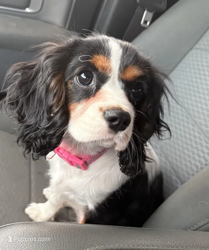 Lottie, a female Cavalier King Charles Spaniel for sale in Wadsworth, OH – Photo 1 of 2