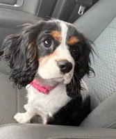 Lottie, a female Cavalier King Charles Spaniel for sale in Wadsworth, OH – Photo 1 of 2