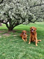 Rusty, a male Golden Retriever for sale in Belvidere, IL – 7 of 10