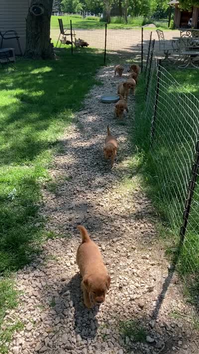 Rusty, a male Golden Retriever for sale in Belvidere, IL – 8 of 10