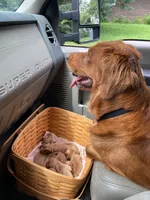 Rusty, a male Golden Retriever for sale in Belvidere, IL – 9 of 10