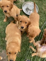 Rusty, a male Golden Retriever for sale in Belvidere, IL – 2 of 10
