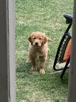 Rusty, a male Golden Retriever for sale in Belvidere, IL – 5 of 10