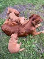 Rusty, a male Golden Retriever for sale in Belvidere, IL – 3 of 10