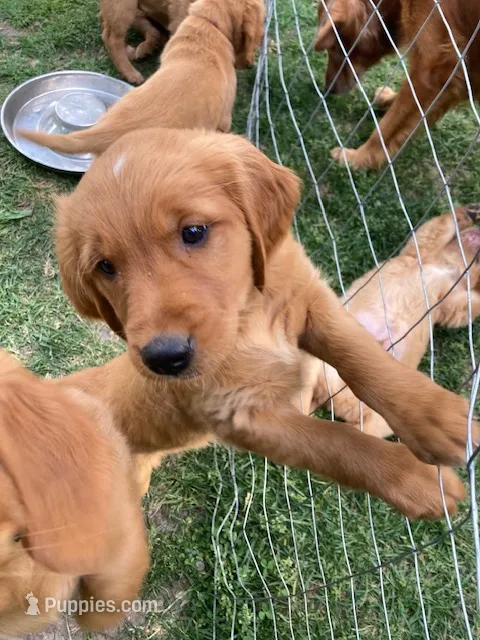 Rusty – Golden Retriever puppy for sale in Belvidere, IL