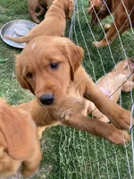 Rusty, a male Golden Retriever for sale in Belvidere, IL – 1 of 10