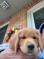 Rusty, a male Golden Retriever for sale in Belvidere, IL – 6 of 10