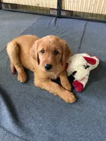 Rusty, a male Golden Retriever for sale in Belvidere, IL – 4 of 10