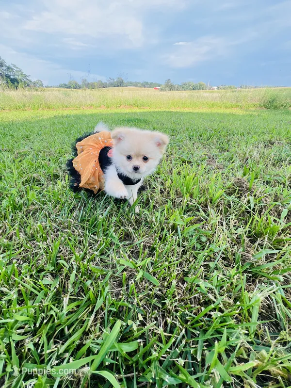 HONEY BOO BOO 🥰 – Pomeranian puppy for sale in Union Bridge, MD