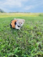 HONEY BOO BOO 🥰, a female Pomeranian for sale in Union Bridge, MD – 1 of 7