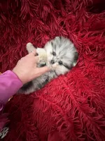 RESERVED, a female Pomeranian for sale in Union Bridge, MD – Photo 7 of 9