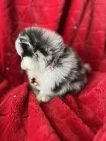 RESERVED, a female Pomeranian for sale in Union Bridge, MD – Photo 8 of 9