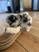 RESERVED, a female Pomeranian for sale in Union Bridge, MD – Photo 4 of 9